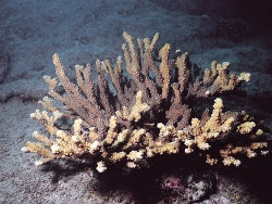 copyright Prof. Dr. Peter Glynn, USA