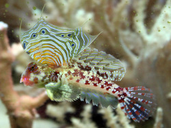 Synchiropus marmoratus