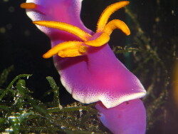 Chromodoris bullocki; AQ Mega Zoo Düsseldorf