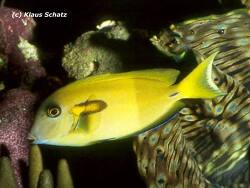 Acanthurus olivaceus thumbnail