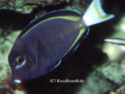 Acanthurus nigricans thumbnail