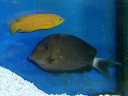 Acanthurus auranticavus thumbnail