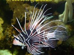 Pterois radiata thumbnail