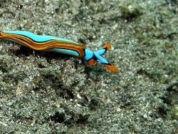 copyright André Piazza 