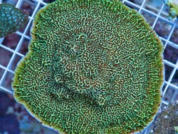 copyright Claude Schihmacher, Xtreme Corals