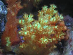 Scleronephthya sp. 01 thumbnail