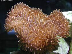 Sarcophyton tenuispiculatum thumbnail
