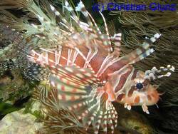 Dendrochirus zebra thumbnail