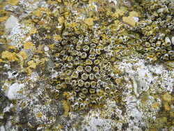 copyright Viscardo Squartini