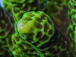 Montipora confusa thumbnail