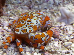 Platypodiella spectabilis