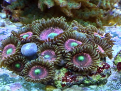 Zoa SP. 41