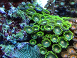 ZOA SP. diverse