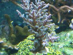 Acropora echinata thumbnail