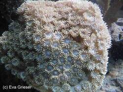 Duncanopsammia peltata thumbnail