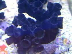 Tubastraea diaphana thumbnail