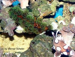 Tubastraea micranthus thumbnail