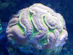 Isophyllia sinuosa thumbnail