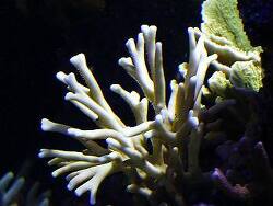 Millepora tenera thumbnail