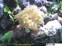 Fimbriaphyllia divisa thumbnail