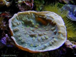Echinopora lamellosa thumbnail