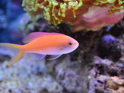 Nemanthias carberryi