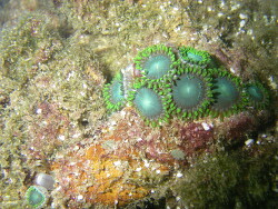 Zoanthus sp. 36 - Krustenanemone