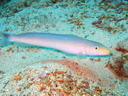 Copyright Dr. Peter Witz