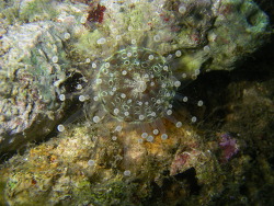 Corynactis sp. 01 - Korallenanemone