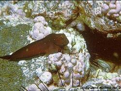 Ophioblennius atlanticus thumbnail