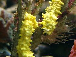 Colochirus robustus thumbnail
