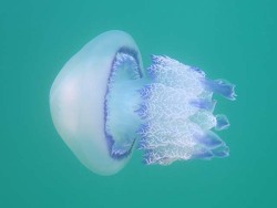 Rhizostoma pulmo Gelbe Lungenqualle, Gelbe Mittelmeer-Blumenkohlqualle