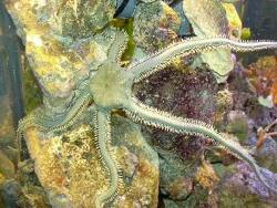 Ophiarachna incrassata thumbnail