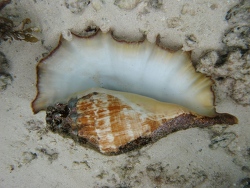 Copyright Robertom Pillon, Italien