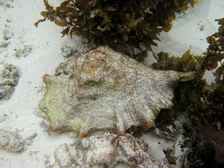 Copyright Robertom Pillon, Italien