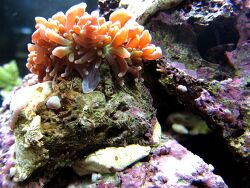 Fußscheibenlazeration