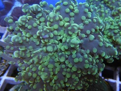 Euphyllia yaeyamaensis
