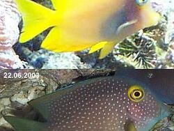 Ctenochaetus truncatus thumbnail