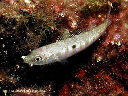 Spicara Smaris Schnauzenbrasse Laxierfisch