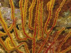 Menella sp. thumbnail