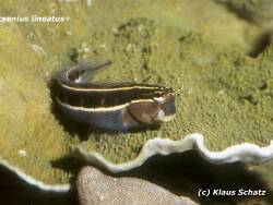 Ecsenius lineatus thumbnail