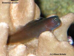 Ecsenius bicolor thumbnail