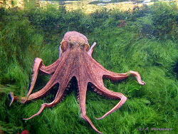 Octopus vulgaris thumbnail