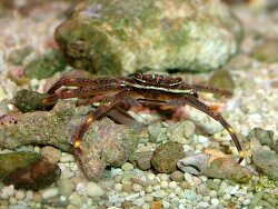 Percnon gibbesi thumbnail