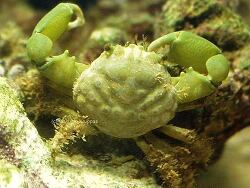 Mithraculus sculptus thumbnail