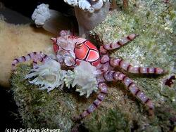 Lybia tessellata thumbnail