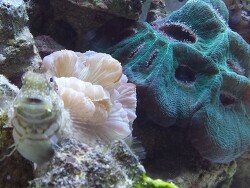 Moseleya latistellata mit Nemenzophyllia