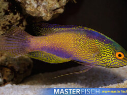 Cirrhilabrus rhomboidalis