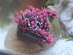 Schwarze Nachzuchten