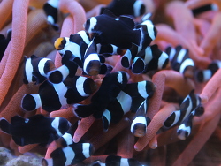 Black Ocellaris Nachzuchten